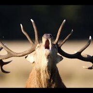 AngryDeer